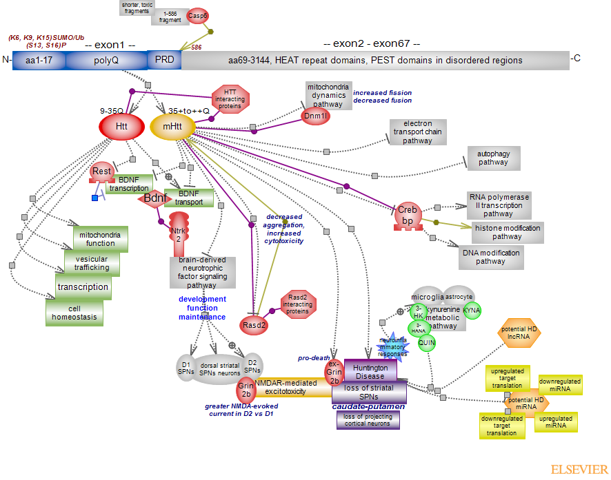 Huntington disease pathwayRat Genome Database